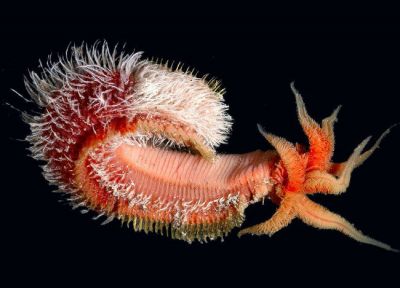 Makhluk Laut Paling Aneh Yang Mirip Alien
